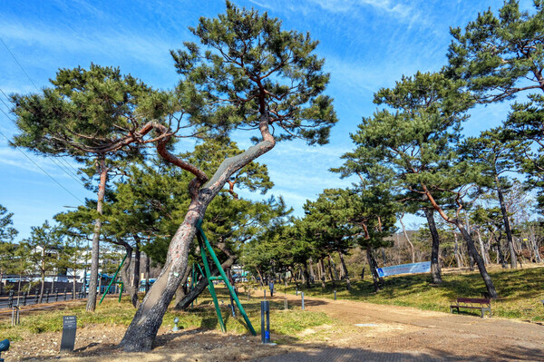 ◇겨울철에도 소나무가 녹음을 자랑해 계절을 잊게 하는 노송공원.(사진제공=수원특례시)