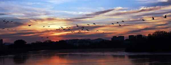 ◇해질녘 서호공원에서 겨울 철새들이 날고 있다.(사진제공=수원특례시)